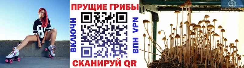 где найти наркотики Ханты-Мансийск Псилоцибиновые грибы прущие грибы
